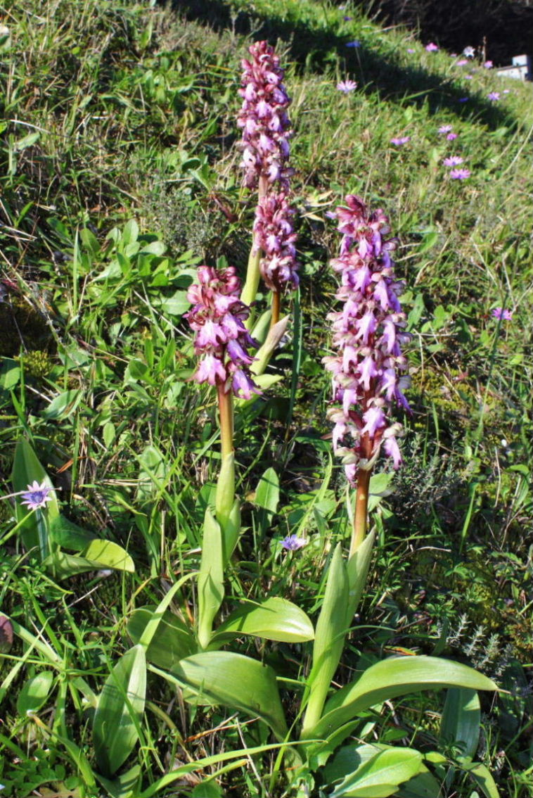 Per orchidee nel ponente Ligure